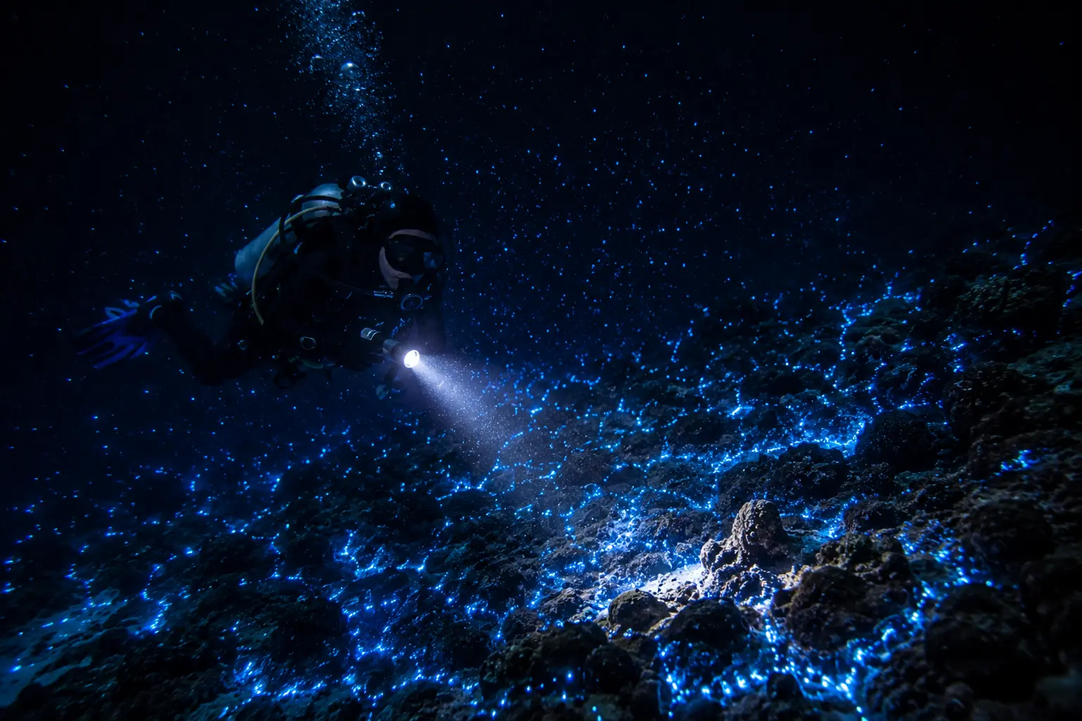 Night dive torchlight bioluminescence Red Sea Hurghada