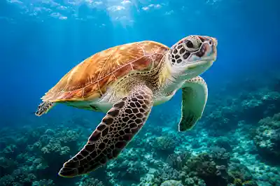 Green sea turtle swimming over coral reef Giftun Island Hurghada